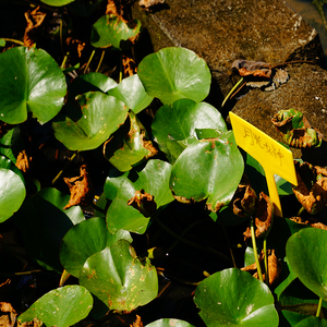 Nymphaea 'La Luna' - Pianta Acquatica Adatta per Laghetti <span class=keywords><strong>da</strong></span> Giardino e Serre - Ninfea 'La Luna' - Product Image 6