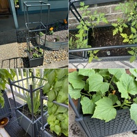 Treillis de plantation de tomates amovible sur mesure pour plantes, cadre de croissance pour légumes, boîte de plantation de jardin avec roues