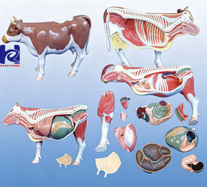 Modelo Anatómico de Simulación de Vaca para Ciencias Médicas - Product Image 2