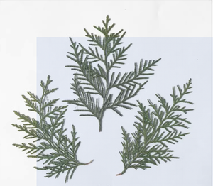 <span class=keywords><strong>Cupressus</strong></span> con rami fai da te artigianato artistico che fa piante naturali vero fiore pressato per resina - Product Image 1