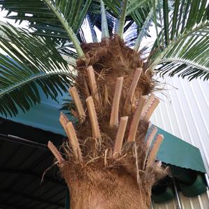 홈 실내 야외 녹지 장식 Plantas Palmeras 인공 야자수 인공 코코넛 나무 - Product Image 3