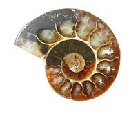 Natuurlijke Fossiel Van De Ammoniet Mineral Specimen Slice Slak Conch Fossil Voor Decoratie