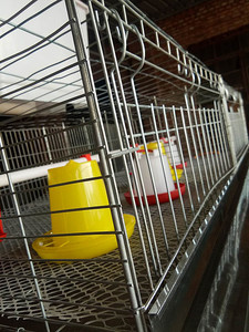 <span class=keywords><strong>Galvanizado</strong></span> barato bebé chica jaulas en jaulas de animales de granja de diseño - Product Image 6