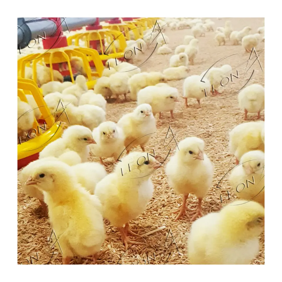 Giá Rẻ Giá gà trang trại xây dựng gia cầm thiết bị để bán trong UAE và Georgia