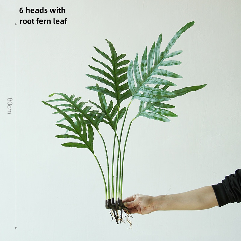 6 foglie della felce sessile Polystichum