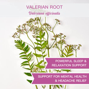 Nhãn hiệu riêng <span class=keywords><strong>valerian</strong></span> gốc thảo mộc thảo dược lỏng trà lá Ngủ Trà tùy chỉnh <span class=keywords><strong>valerian</strong></span> gốc trà - Product Image 6