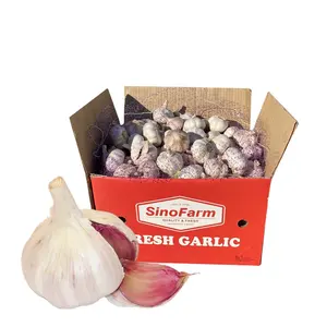 Fresh Garlic Chinese 2022 Crop Supply As Garlic Normal White And Pure White Ajo Chino From Wholesale Garlic Supplier