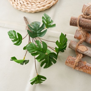 Plante miniature CallaFloral Monstera dans un vase en bois pour décorations de mariage et verdure intérieure - Product Image 2