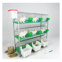 Ensemble de cages d'élevage de lapins galvanisées à chaud, conçues pour l'élevage en haute densité et la gestion facile des déjections dans les fermes avicoles