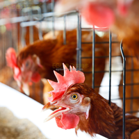Prémélange d'acides aminés de qualité alimentaire pour poussins et poulettes pondeuses