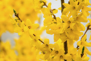 人工レンサイシアフルクトス抽出物植物しだれレンサイシアオイル - Product Image 3