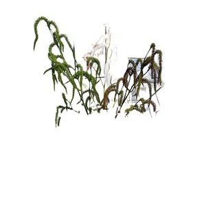 Ramas de sauce artificiales de plantas puras, follaje de seda de alta calidad para decoración del hogar, accesorios de boda, blanco, marrón, verde - Product Image 5
