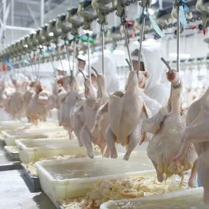 Qingdao Raniche Poultry Mobile Slaughterhouse For Sale Rabbits