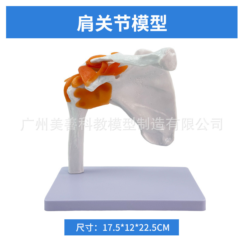 shoulder joint