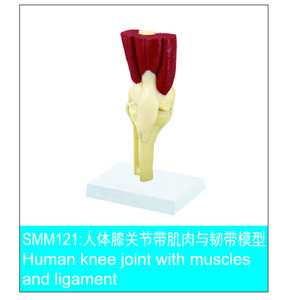 Modelo de Articulación de Rodilla <span class=keywords><strong>y</strong></span> <span class=keywords><strong>Esqueleto</strong></span> Muscular de PVC de Tamaño Real para Suministros de Educación en Ciencias Médicas - Product Image 3