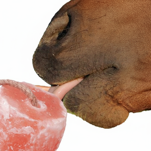 Sel Lèche Animal Léchage Himalaya Rose Sal Naturel Pur Sel Bloc sur Corde pour Chevaux Cerf Bétail Lapins - Product Image 1