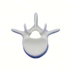 KyrenMed <span class=keywords><strong>L4</strong></span> <span class=keywords><strong>Vertebra</strong></span> lombare <span class=keywords><strong>L4</strong></span> modello in schiuma solida a grandezza naturale modello di osso scheletro umano per la formazione in officina di ortopedia - Product Image 4