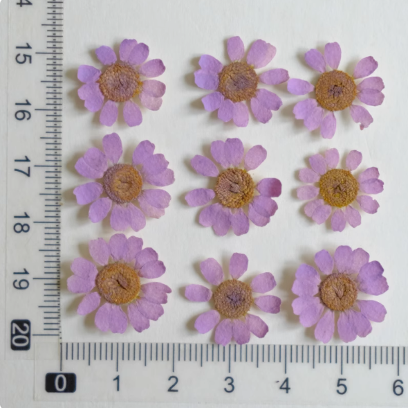 MH657-Dyed Lilac-12pcs