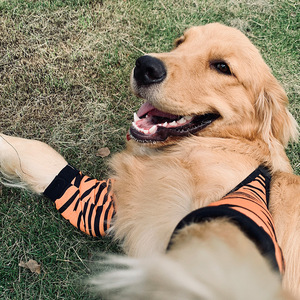 Ropa protectora de rodilla y codo para Golden Retrievers y Labradores Protección de articulaciones y antiabrasión - Product Image 4