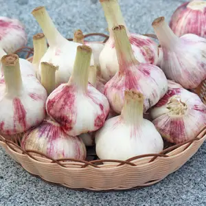 Новейший свежий чеснок нормальный белый фиолетовый Garlices зеленые Горячие овощи из Китая