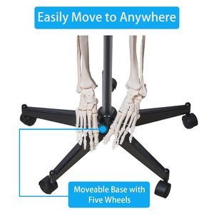 <span class=keywords><strong>Squelette</strong></span> humain grandeur nature <span class=keywords><strong>de</strong></span> 180 cm, enseignement médical et scientifique, formation, anatomie, PVC, plastique, Boneo Anatomico CE/ISO - Product Image 5