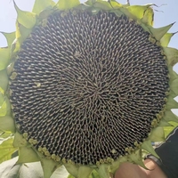 Dernières prix des récoltes : Graines de tournesol bio brutes séchées à rayures noires (avec coques), qualité supérieure Wuyuan, emballage 20/25 kg, usage alimentaire