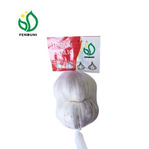 <span class=keywords><strong>Ail</strong></span> d'<span class=keywords><strong>éléphant</strong></span> G1 - Product Image 3