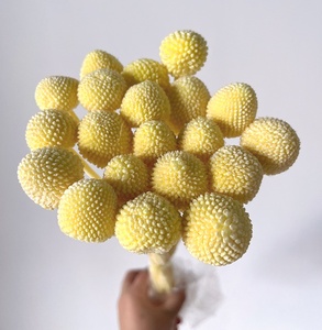 2024 AliExpress nóng Bán kích thước lớn 2-3cm Billy nút bảo quản craspedia cho trang trí nội thất truy cập - Product Image 3