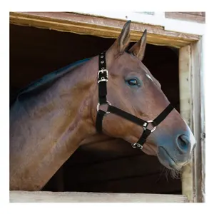 จีนผู้ผลิตปรับไนลอน Horse ชุด & Halter Bridle สำหรับ Medium ม้า