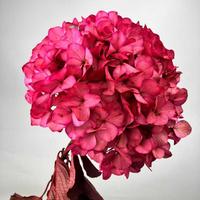 Huisbruiloftdecoratie 20-25cm Echte Natuurlijke Gedroogde Bloemen Kleurverf Eeuwige Hortensia Bloemen Grote Blad Ge conserveerde Hortensia Bloemen