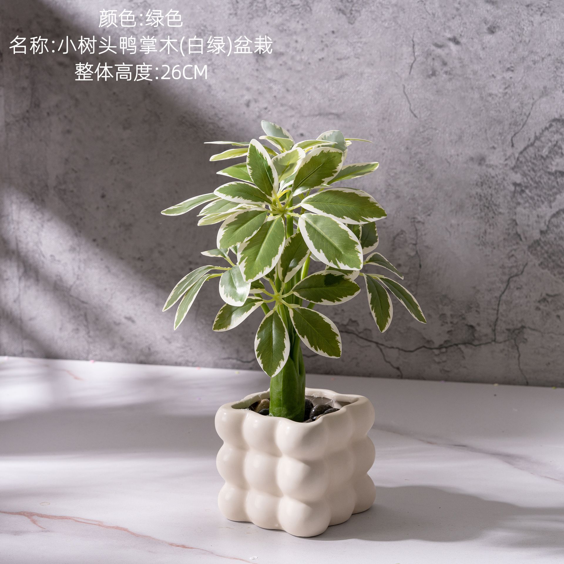 Schefflera à petites têtes (blanc et vert) en pot