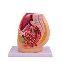 Modèle d'anatomie pelvienne féminine, spécimen du système génito-urinaire féminin, modèle pédagogique d'anatomie humaine
