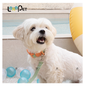 Benutzer definiertes Logo Macaron Color Wasserdichtes Silikon-Schnellverschluss-<span class=keywords><strong>PVC</strong></span>-Armband Verstellbares Hundehalsband-Leinen-Set Solid für Katzen besitzer - Product Image 3