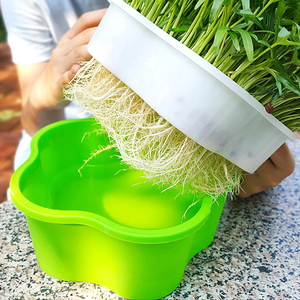 Bandeja de cultivo de vivero Microgreens, bandeja de germinación de <span class=keywords><strong>semillas</strong></span> de jardín de plástico PP con drenaje, bandeja de siembra de verduras, caja de cultivo de plántulas - Product Image 4