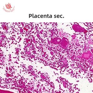 Mikroskop vorbereitete Objektträger des weiblichen Fort pflanzung systems 6 Artikel Eierstock-Folien biologie für pädagogische Zwecke Histologie-Objektträger - Product Image 3