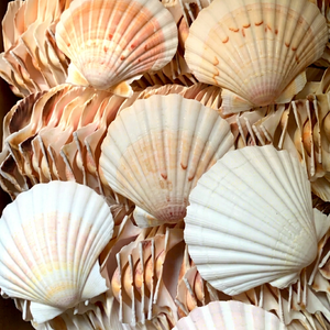 Coquilles de palourde naturelles du Vietnam, nettoyées, colorées, tailles variées pour l'artisanat DIY, la décoration intérieure, les présentoirs de mariage, les bijoux et les cadeaux - Product Image 1