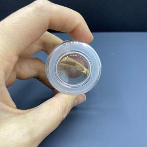 <b>Mini</b> 5ml Plastic Cap Glass Jar Magnified Viewing Storage Container for Personal Care for Herbs Cookies Flowers - Product Image 4