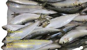 أسماك سردين مجمدة - Product Image 5