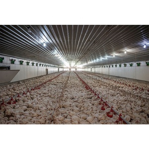Système <span class=keywords><strong>de</strong></span> nid <span class=keywords><strong>de</strong></span> poulet manuel, 3 unités, broyeur d'œufs, structure en acier, ferme <span class=keywords><strong>de</strong></span> volaille - Product Image 2