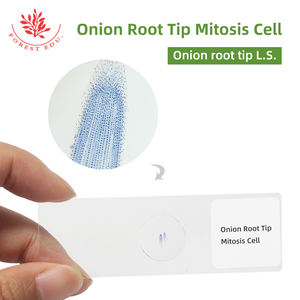 Diapositivas de <span class=keywords><strong>Microscopio</strong></span> Preparadas con Muestra de <span class=keywords><strong>Mitosis</strong></span> de Células de la Punta de la Raíz de Cebolla, que Muestran Claramente Todas las Etapas, para Genética Vegetal y Biología - Product Image 2