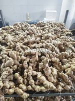 Racine de gingembre frais de qualité supérieure, gingembre éléphant en gros pour assaisonnement alimentaire et exportation directe de l'usine chinoise