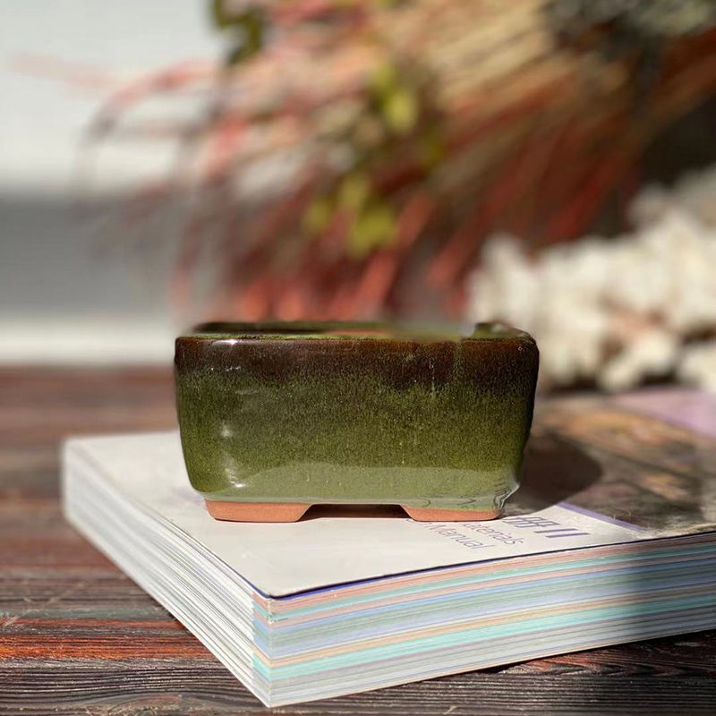 Vert Forêt tropicale