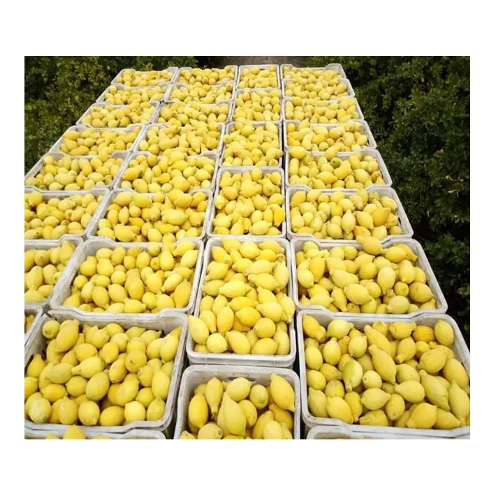2022 Drop Pengiriman Grosir dan Kualitas Tinggi Adalia dan Verna Hijau Kuning Fersh Lemon dari Mesir untuk Dijual