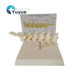 แบบจำลองกระดูกสันหลังสุนัขขนาดเท่าของจริง 1:1 สำหรับ<span class=keywords><strong>การ</strong></span>สอนทางสัตวแพทย์ - Product Image 1