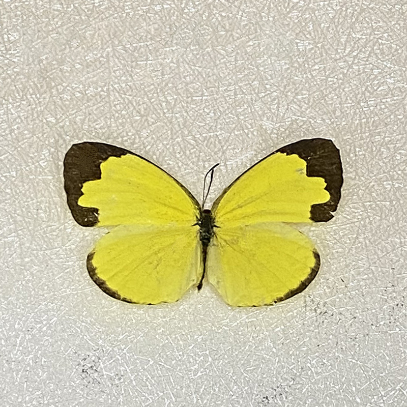 Yellow powdery mildew butterfly