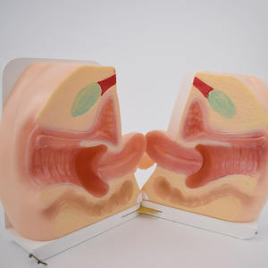 Modelo De Ensino Médico Modelo De Anatomia Reprodutiva Feminina Para Treinamento De Obstetrícia E Ginecologia - Product Image 4