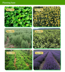 100% чистое масло из семян бурага, оптовая продажа косметики для волос и кожи холодного отжима, масло-носитель, Cas 84012-16-8, заводской поставщик - Product Image 6