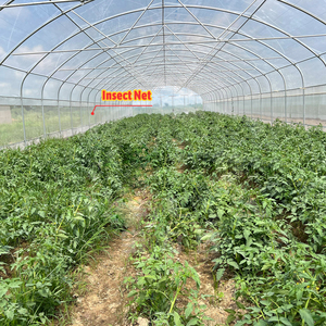 Serra Agricola Monocampata in Film Plastico BAOLIDA per <span class=keywords><strong>Semi</strong></span> di <span class=keywords><strong>Pomodoro</strong></span> - Product Image 6