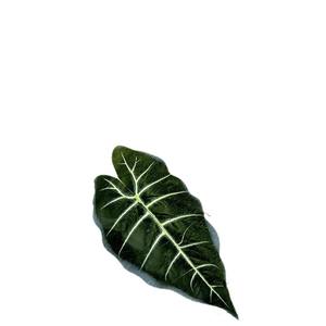 Forêt Plastique PVC Plante Verte Artificielle <span class=keywords><strong>Arum</strong></span> Feuilles 70cm <span class=keywords><strong>L</strong></span>éger Écologique Fête De Mariage Scène Maison Vase Décor Table - Product Image 5
