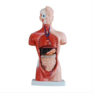 ADA modelo médico 26CM Torso 15 piezas y 42CM Torso masculino 13 piezas para demostración de enfermedades herramienta de enseñanza médica - Product Image 2